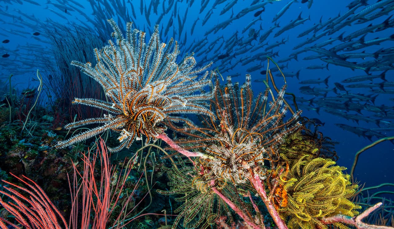 El 95% del mar aún no se ha explorado.