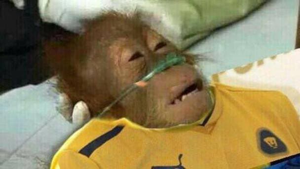 Los memes no perdonaron la goleada de Chivas