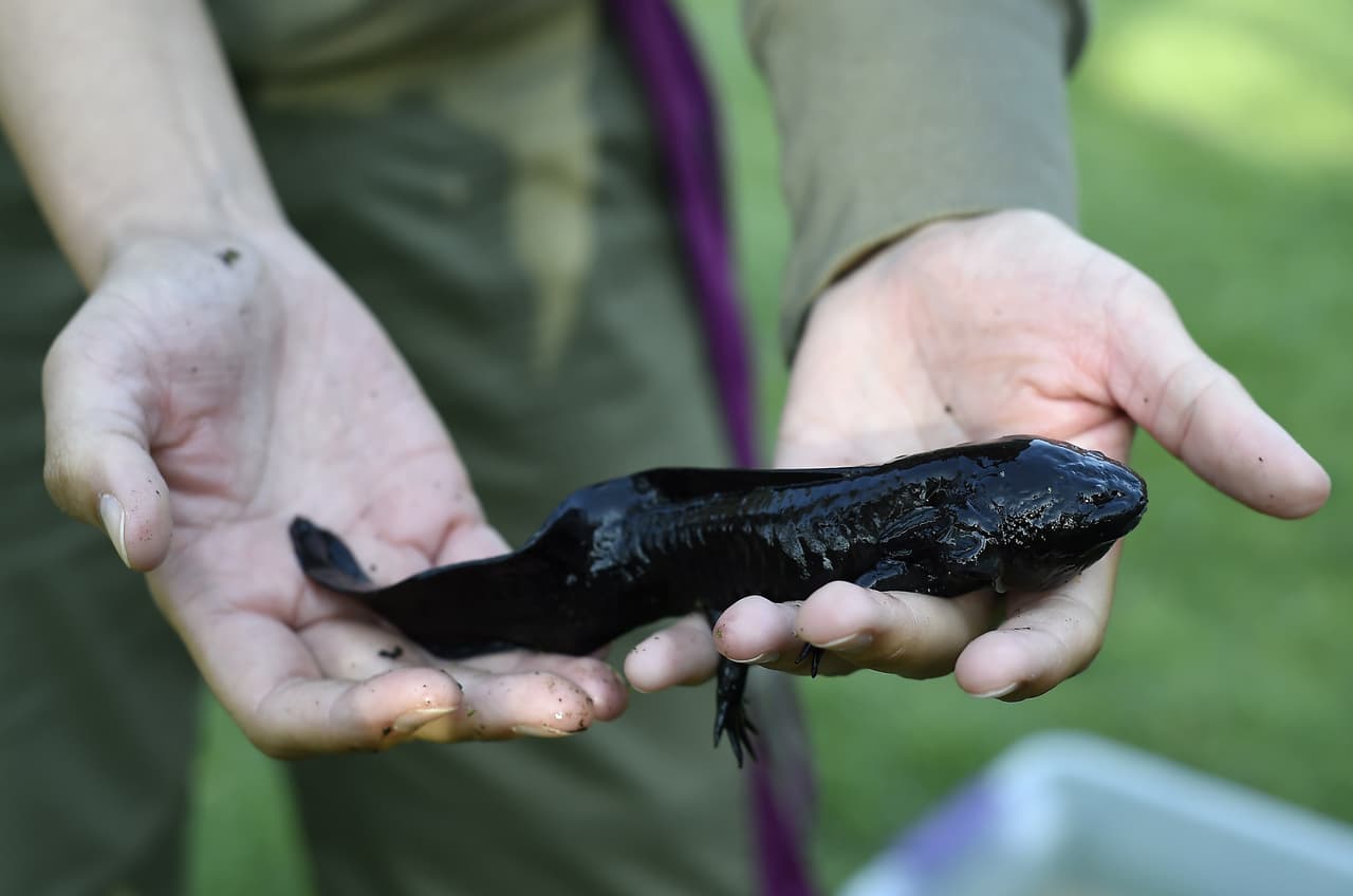 View of an Axolotl (Ambystoma Mexicanum) at the laboratory of ecological restoration of the Autonomous University of Mexico (UNAM) in Xochimilco, southern Mexico City, on August 29, 2014. The wild axolotls are near extinction due to urbanization in Mexico City and water pollution. AFP PHOTO/RONALDO SCHEMIDT (Photo credit should read RONALDO SCHEMIDT/AFP/Getty Images)