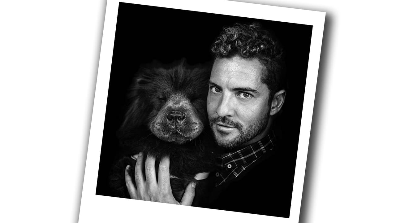 Uno de los atributos que más gusto a las fanáticas de su Bisbal es su cabellera.