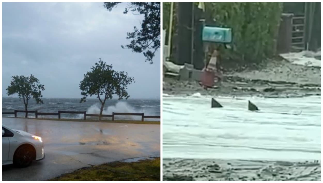 El huracán Ian sacó un "tiburón" a las calles, pero Nicole no tuvo que azotar Florida para que reportaran "varios"