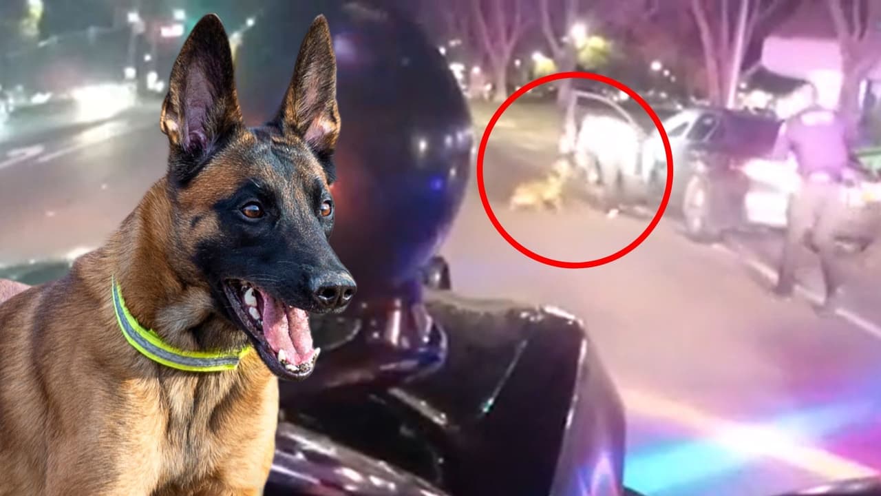 Conductor de Uber busca justicia por ataque de perro policía que le desgarró el brazo en arresto