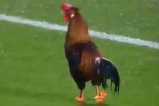 Un gallo en Israel hace mejores regates que Messi