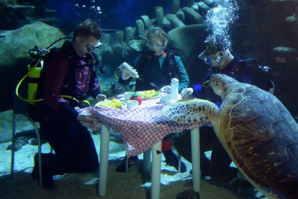 Rodeados de tortugas, tiburones y mantarrayas los buzos se sentaron a la mesa y probaron los platillos.