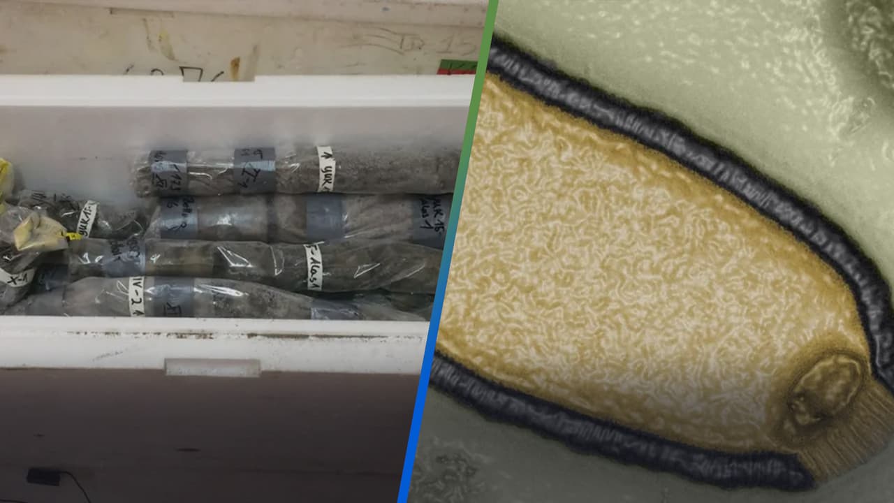 Encuentran virus zombie que estuvo congelado por casi 50 mil años y al despertarlo se llevan una sorpresa