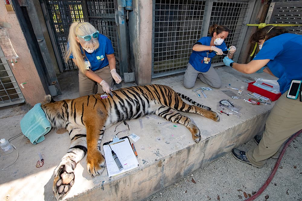 El zoológico espera ahora otros resultados para determinar el por qué de los síntomas que muestran los tigres.
<br>