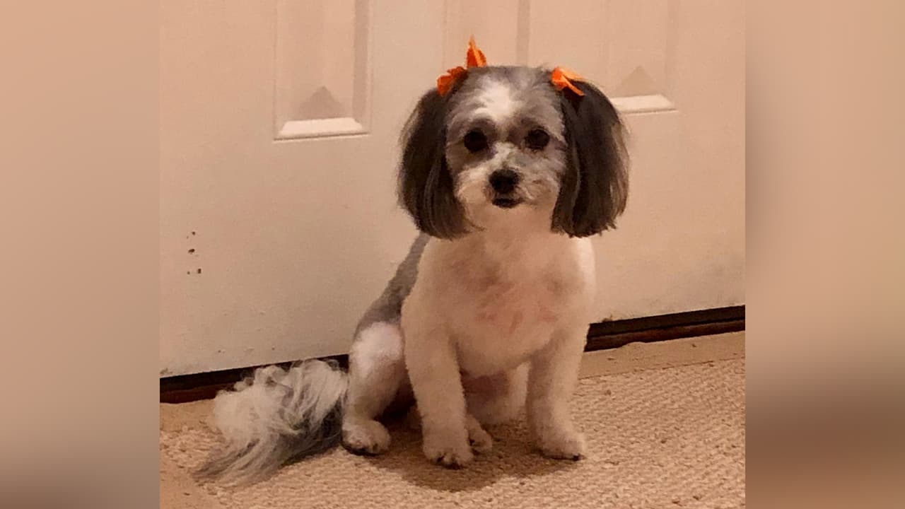 Mia Olivares, la mascota de Grace Olivares