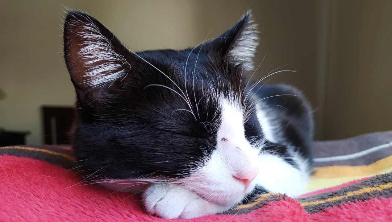 Detectan casos de panleucopenia felina en el condado Lake, ¿puede esta enfermedad poner a tu gato en peligro?