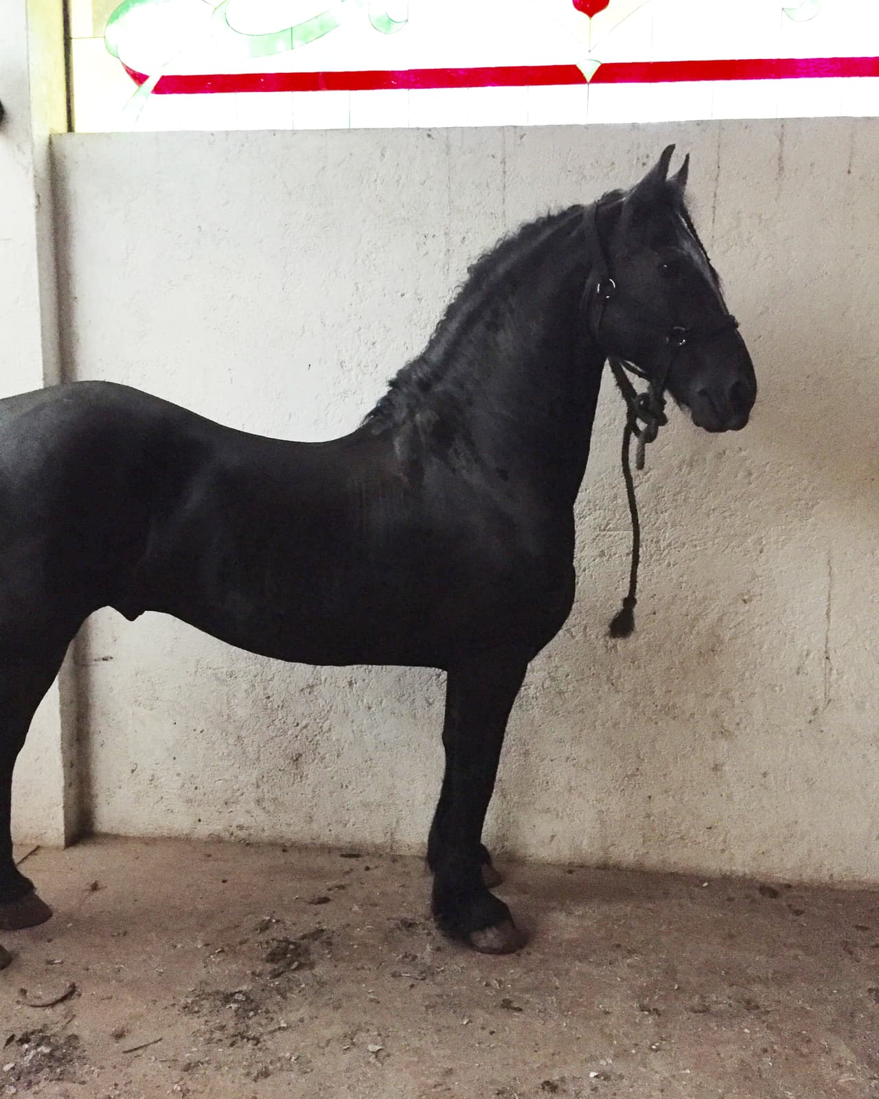 Julián siguió las costumbres de su padre y, cómo él, también aprendió a montar y a amar a los equinos desde muy pequeño.