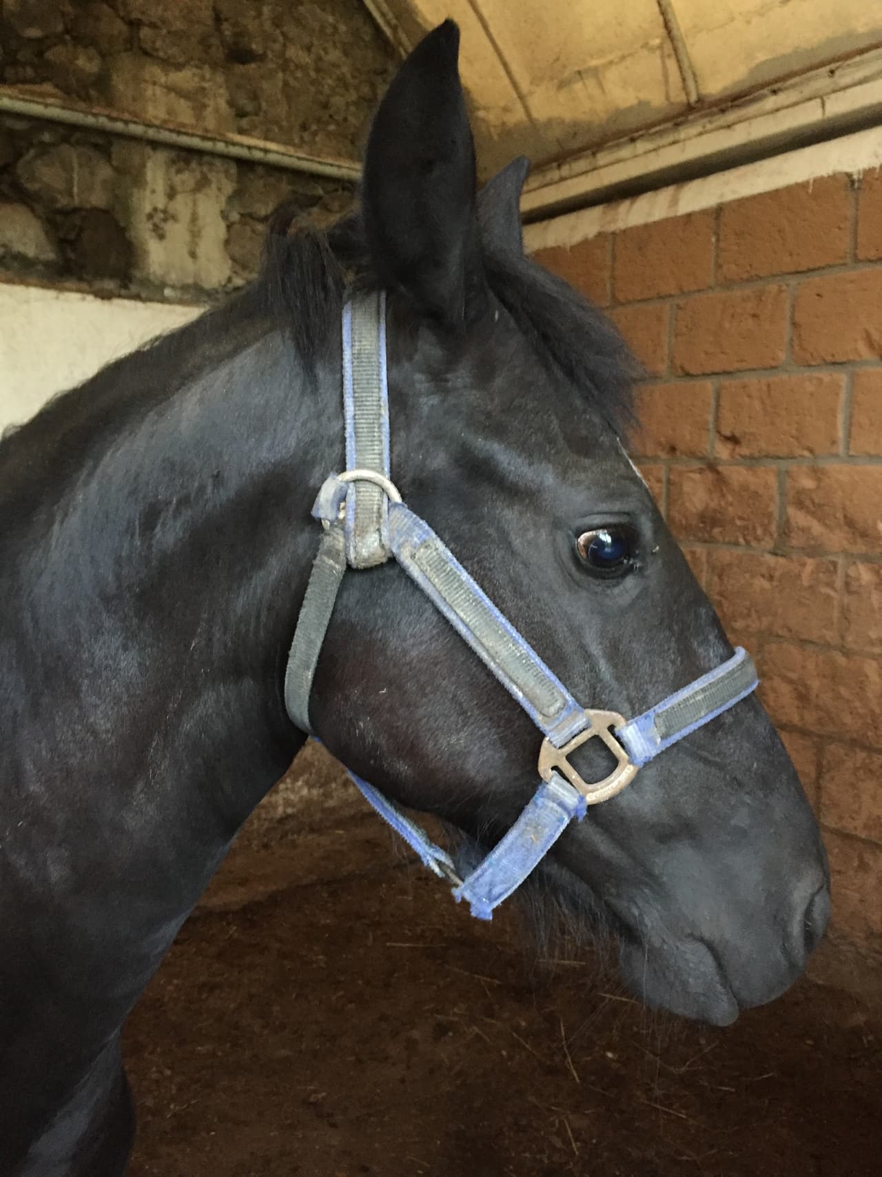 Además, siempre tuvo caballos pues nunca dejó de montar aunque, después de haber sido diagnosticado con cáncer, sus médicos se lo prohibieron.