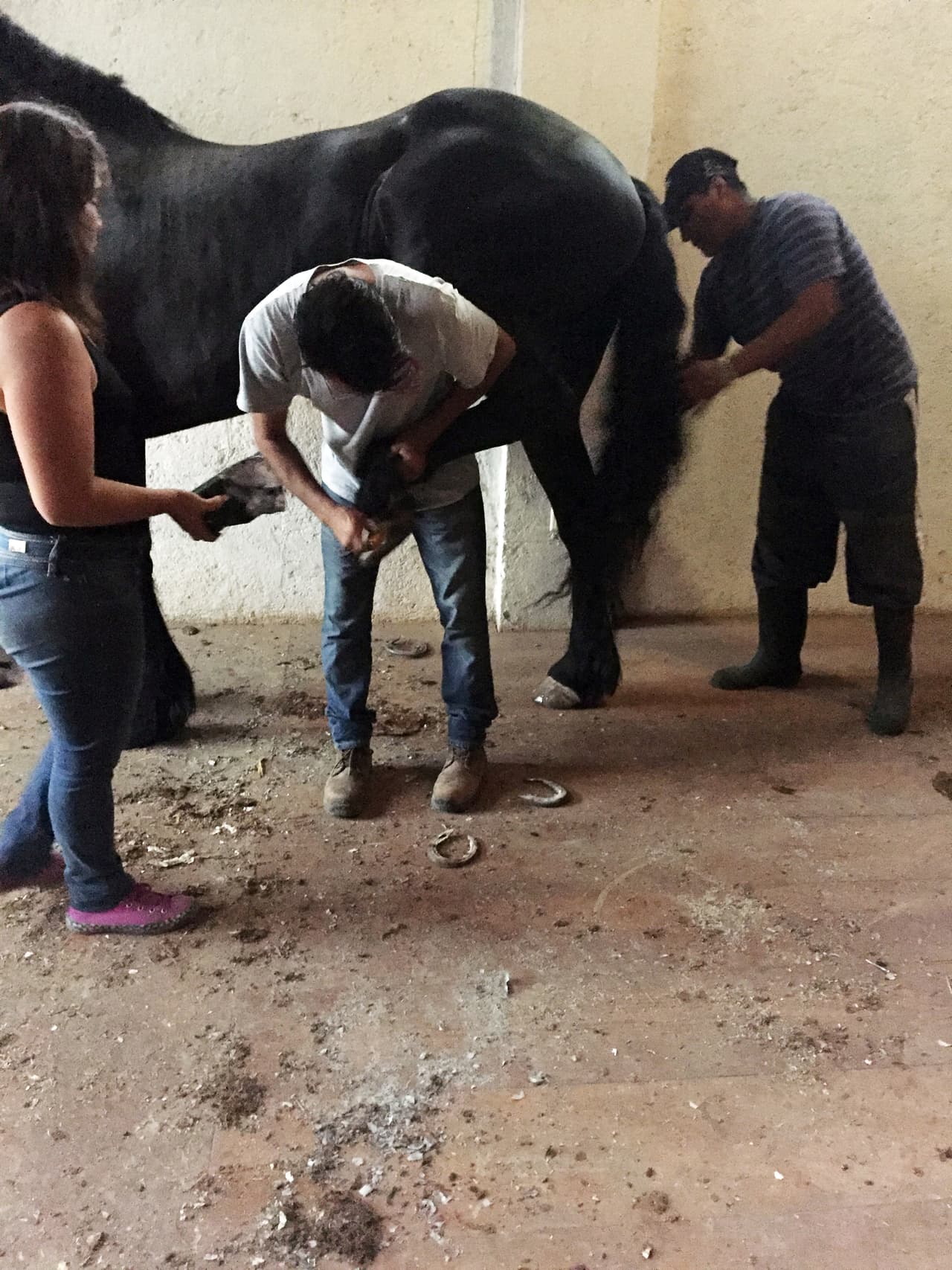 Para poder mantener a los caballos tienen personal que los se encarga de alimentarlos, peinarlos y a cambiarle las herraduras.