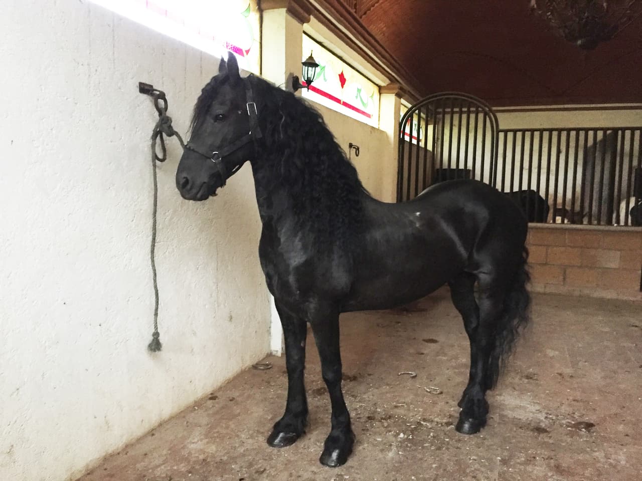 Actualmente tiene diez caballos en la casa de Cuernavaca. El caballo de la imagen es "El General", su preferido.