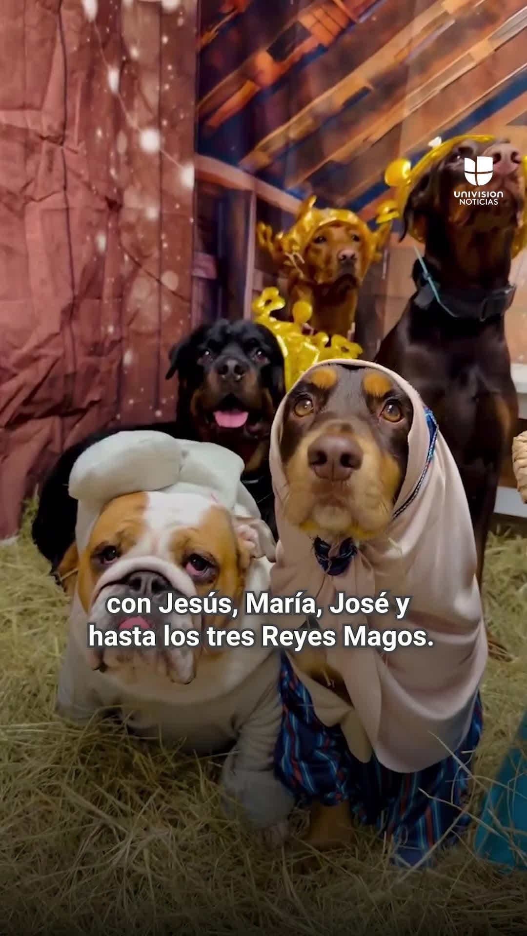 Como de postal: perritos de una guardería son los protagonistas de este pesebre