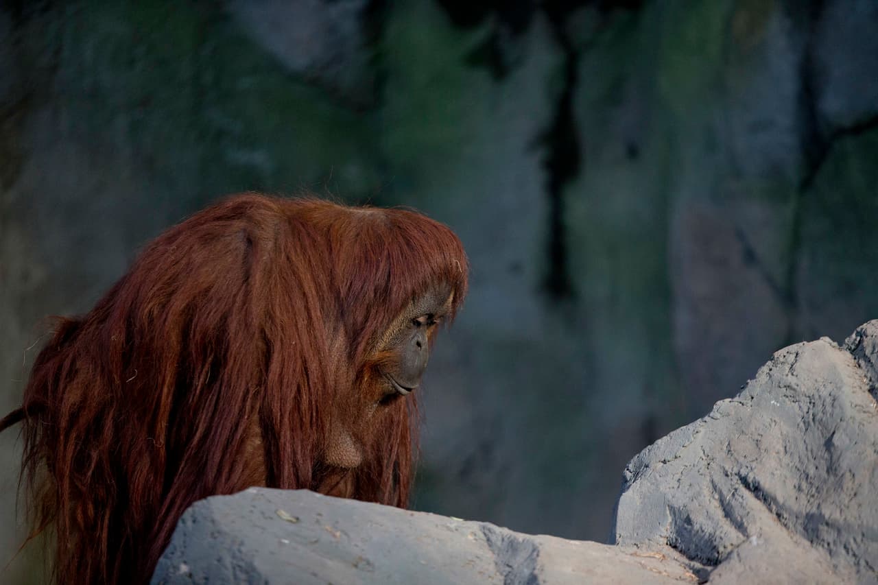 Sandra, la orangután, en su hogar. En 2014, una corte argentina dictaminó que ella debía tener los mismos derechos que los seres humanos.