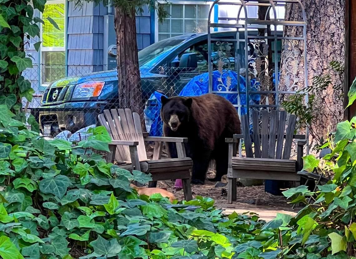 Oso destruye un vehículo en un bosque de Nueva York 