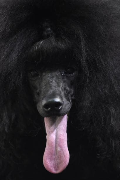 Hubo mucha variedad de poddles, ve este color negro, igual de bello que los otros.