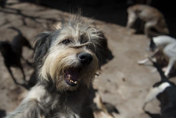 La Secretaria de Salud del Distrito Federal estimó que existen en la zona alrededor de un millón 200 mil perros y al menos unos 120 mil son callejeros.