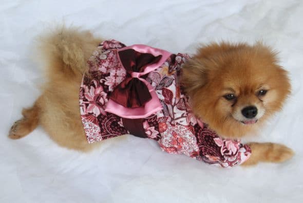 Al igual que una correa, la vestimenta es más que un accesorio para tu hermosa mascota, ¡le da personalidad!