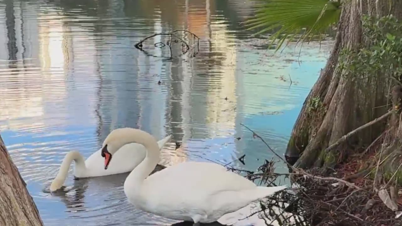Una docena de cisnes han sido encontrados muertos en Lake Eola Park, no descartan gripe aviar