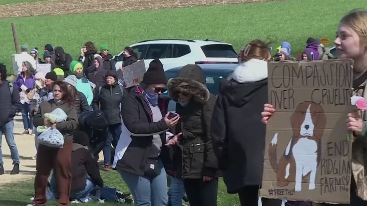 Activistas irrumpen en criadero de beagles y policía responde con gases en Wisconsin