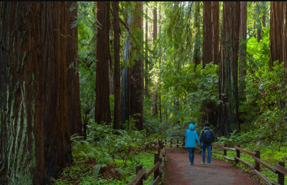 <b>El Parque Muir Woods</b> está ubicado a poca distancia al norte del puente Golden Gate en San Francisco, sin importar cuantas veces lo hayas visto, seguirá siendo impresionante. El paseo a pie es accesible, lo que significa que las rutas son adecuadas para visitar con personas de movilidad reducida, usuarios de sillas de ruedas y familias con niños.
