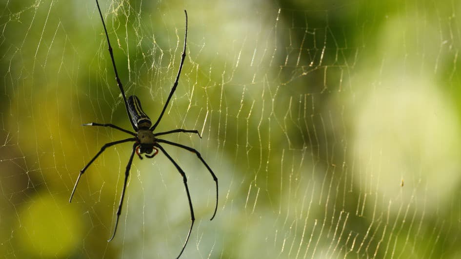 ¿Pueden las cremas corporales atraer a las arañas? Médico aclara este mito viral en redes sociales