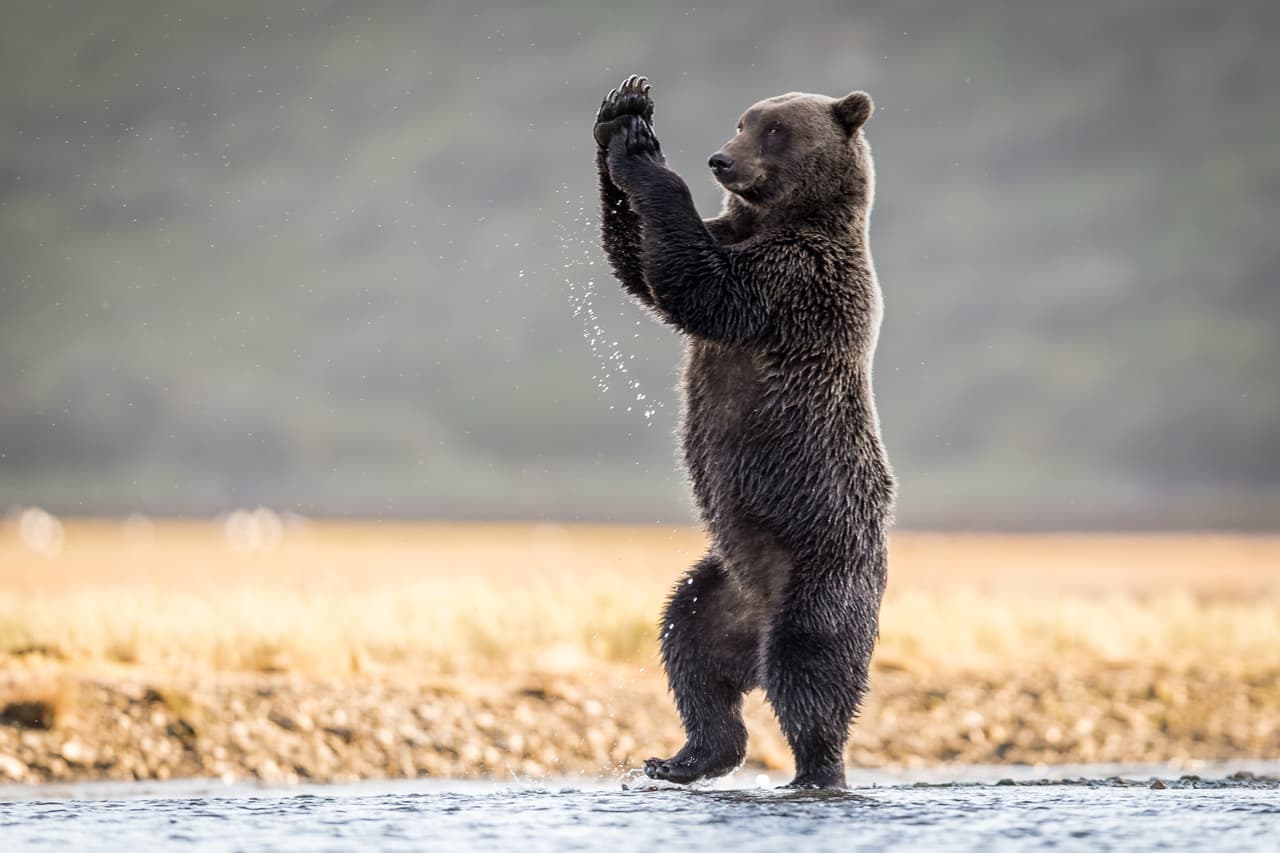<b>‘Joe ojos de algodón’</b>
<br>
<br>“¿Alguna vez has visto a un oso grizzly bailando?”, comentó el autor sobre su fotografía. Fue tomada en Alaska.