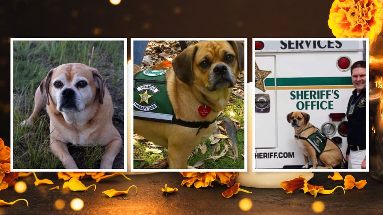 Autoridades del condado Brevard lamentan la muerte del perro policía Primus