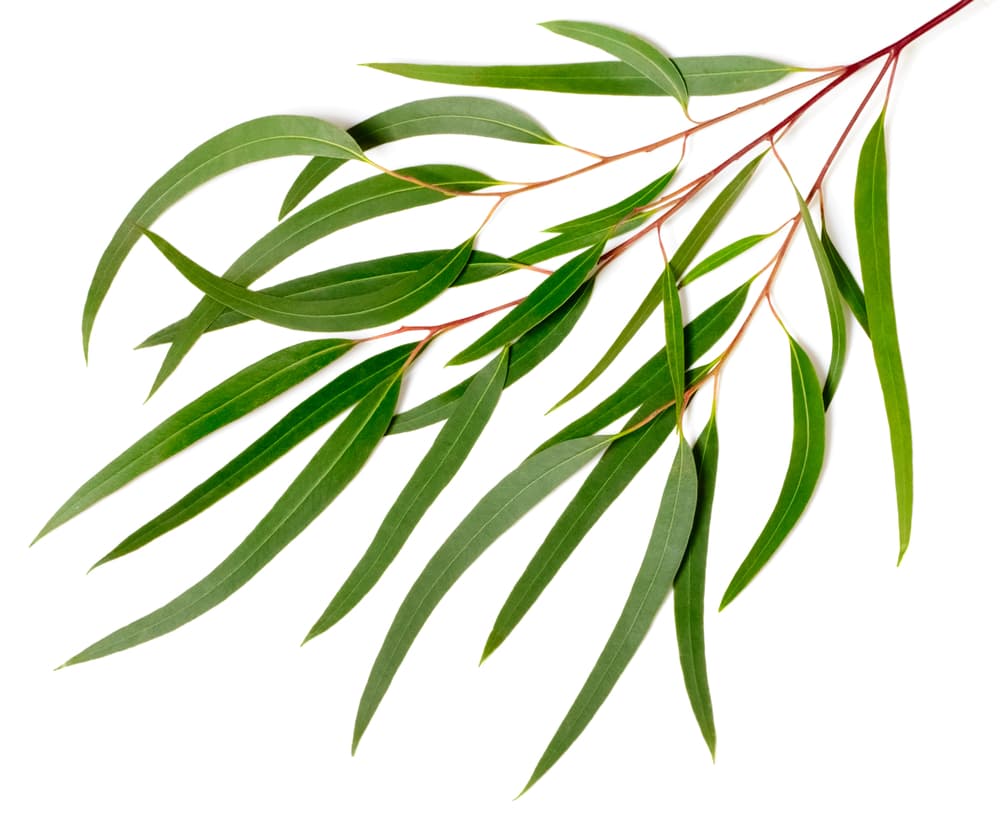 Esto supuestamente fue descubierto durante la epidemia de gripe de inicios del siglo XX en España, cuando una mujer gitana diabética de un pueblo español tomó infusiones diarias de hojas de eucalipto durante una semana para librarse de su fuerte tos y después descubrió al hacerse análisis que bajaron sus niveles de glucosa.