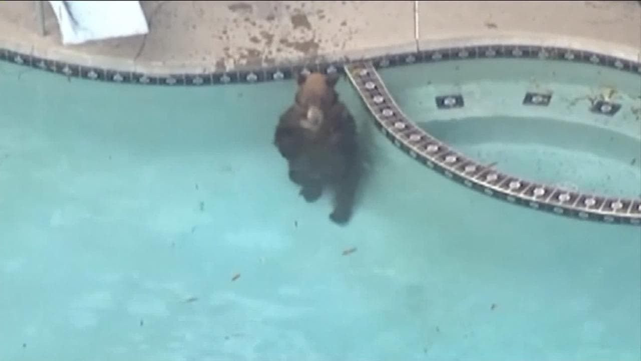 Un oso pardo se pasea por vecindario de Los Ángeles