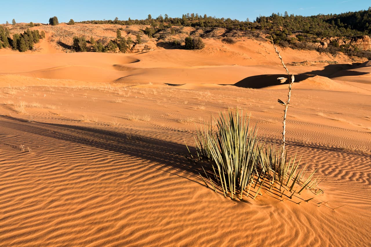 <b>Puesto 4. Condado de Kane, Utah</b>
<br>
<br>Porcentaje del condado con sequía extrema o excepcional (12 de julio de 2021): 100%.
<br>
<br>Semanas con 100% de sequía excepcional en el último año: 32.
<br>
<br>Semanas con al menos un 50% de sequía excepcional en el último año: 35.
<br>
<br>Número de semanas consecutivas con cualquier porcentaje de sequía extrema o excepcional: 50 (del 28 de julio de 2020 al 12 de julio de 2021).
<br>
<br>Población: 7,484 habitantes.
<br>
<br>El nivel del lago Meade nivel se ha desplomado alrededor de 130 pies en los últimos 20 años y actualmente está retrocediendo alrededor de un pie por semana a medida que las granjas alcanzan su período máximo de riego.
<br>