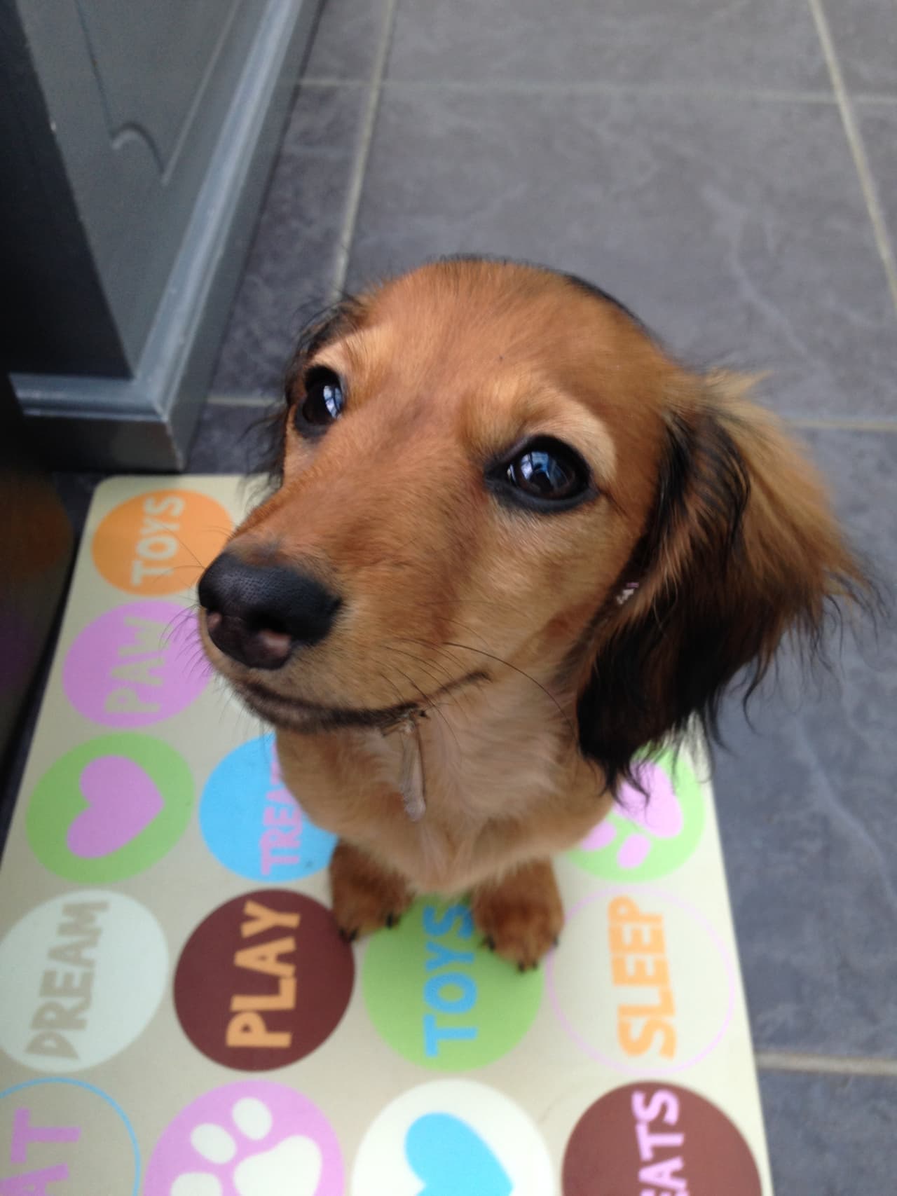 El perrito la salvó, pero también ella le dio un hogar y protección.