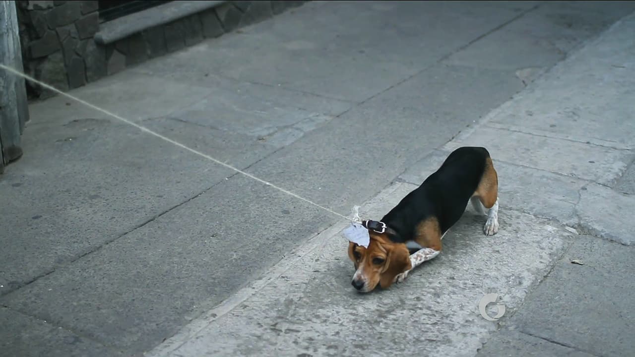 Es ovbio que el pobre animal no quiere acercarse al taquero.