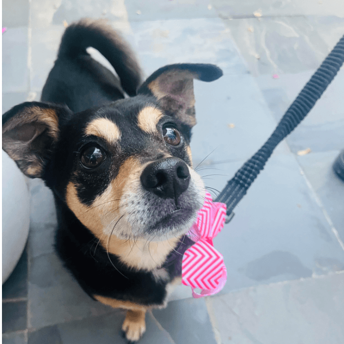 Se llama Kiki y estaba haciendo sus “puppy eyes” para que le dieran un pedacito de pastel.