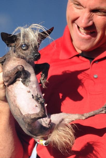 Un panel de tres jueces califica a los perros en varias categorías, entre ellas las de atributos especiales o inusuales, personalidad y su fealdad natural.