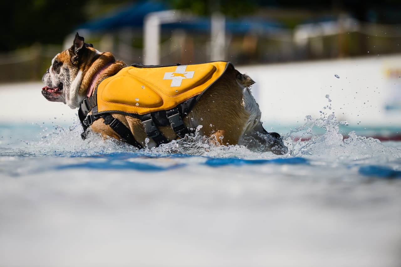 Para este bulldog, la seguridad en el agua es lo primero.