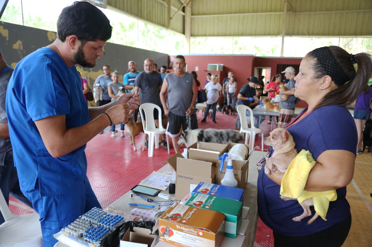 Este es un esfuerzo de los veterinarios locales de Lares, Quebaradillas, San Sebastián y Arecibo.