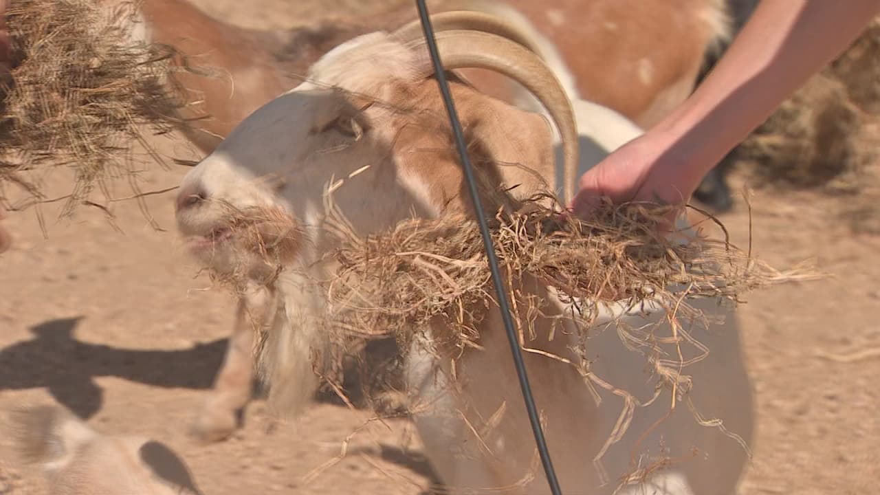 El parque también cuenta con un lugar destinado para interactuar con animales.