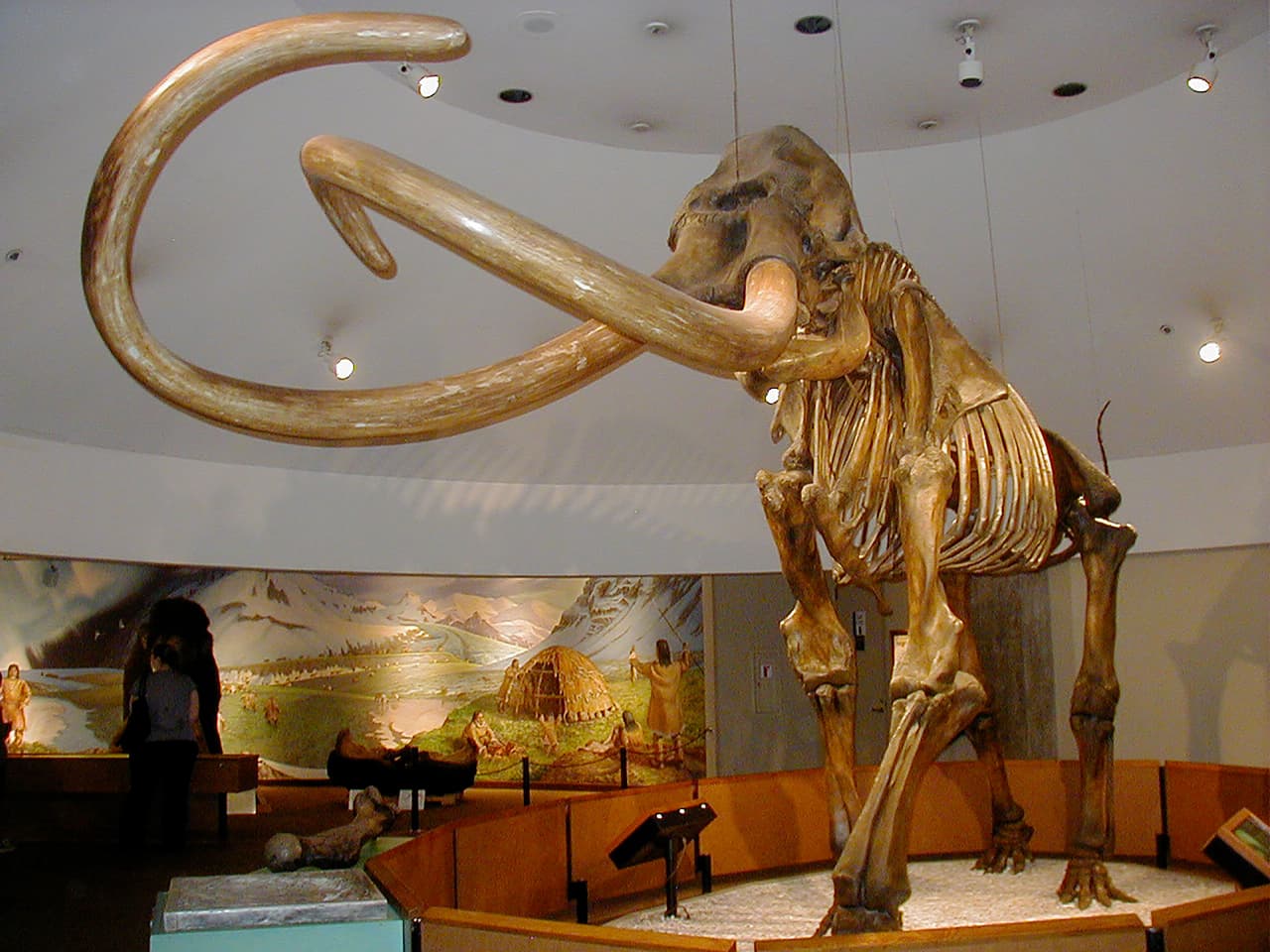 Un esqueleto de
<a href="https://www.biodiversidad.gob.mx/biodiversidad/EdHielo/mamutColumbia"><u>mamut colombino</u></a>, una especie que habitó centro y norteamérica. Esta expuesto en el Museo George C. Page de Los Ángeles, California.