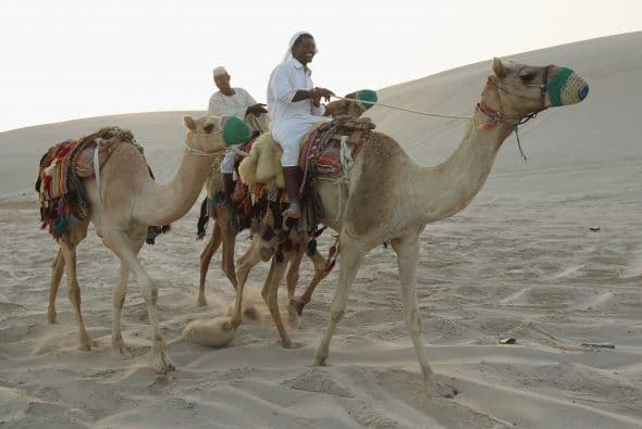 Sin embargo, a veces hay amores que matan y los saudíes se toman tan en serio los festivales de camellos que en ocasiones hay peleas y enemistades entre las tribus por estos animales.