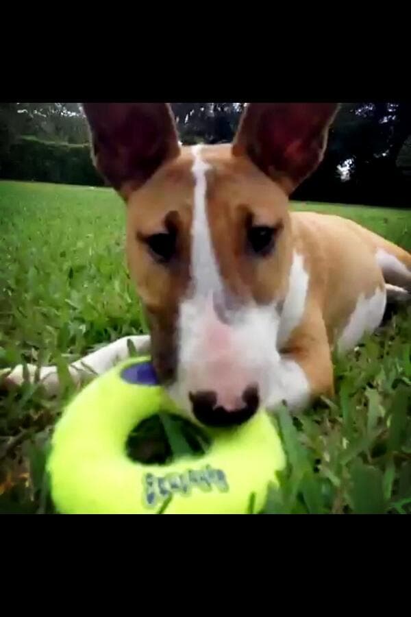 “Una foto de mi Jalapeño el nuevo bebé de esta casa!! ”, escribió en esa instantánea.