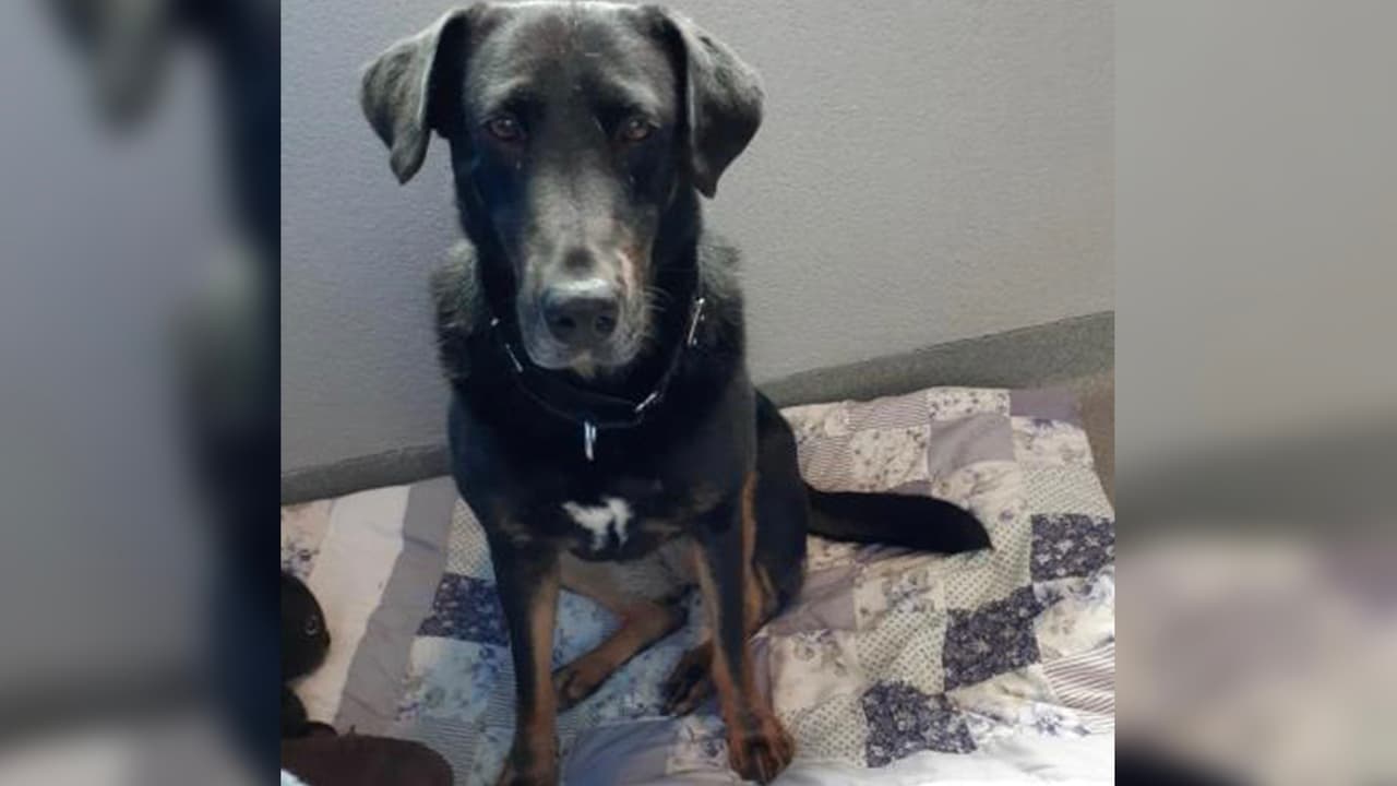 Astra necesita un ambiente familiar tranquilo con un amo que esté dispuesto a ser paciente y le permita tomarse su tiempo para acostumbrarse.