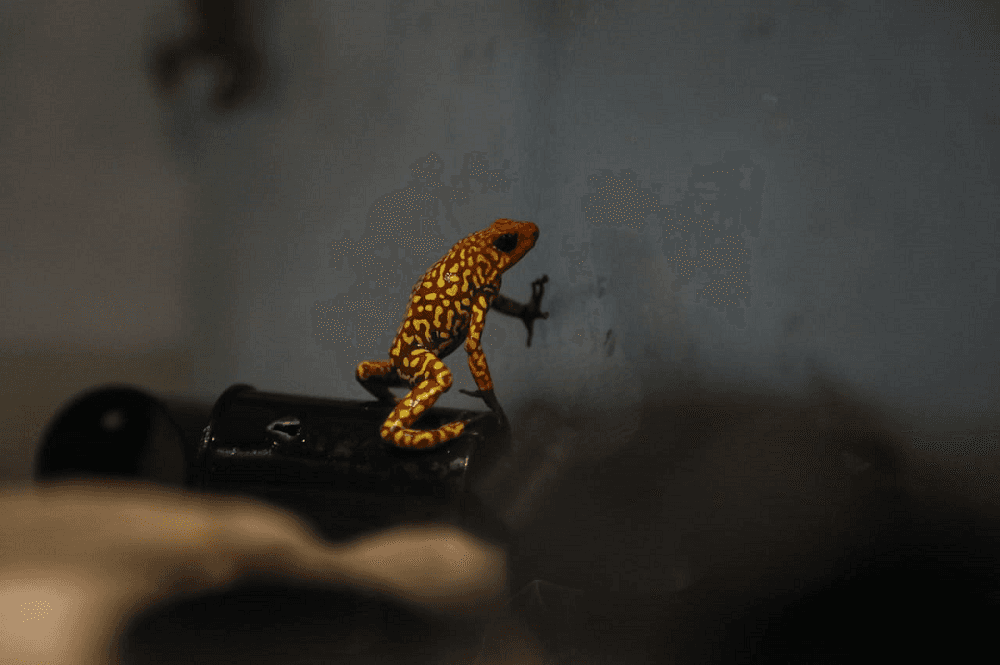 Las ranas venenosas pertenecen a las especies 
<i>Oophaga lehmanni </i>y
<i>Oophaga histriónica </i>y
<i> </i>fueron extraídas de los departamentos del Chocó y Valle del Cauca, en la costa oeste de Colombia.