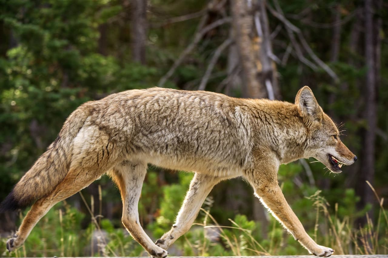 “Los coyotes pueden y en efecto cazan gatos domésticos y perros pequeños; por lo que para la protección de su mascota, no la deje suelta”, 
<a href="https://twitter.com/MyFWC" target="_blank">advierten</a>.