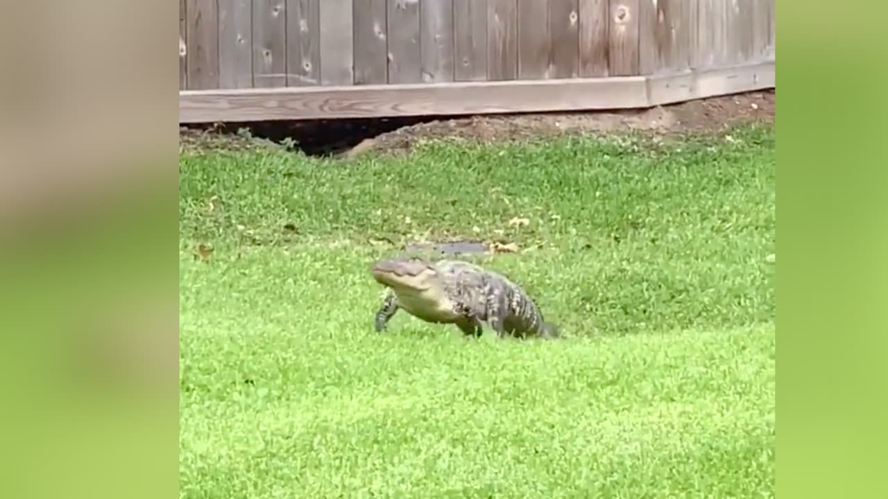 “Hemos visto lagartos mucho más grandes en la colonia, pero generalmente se quedan en el arroyo, no entran al vecindario”, indicó la mujer.