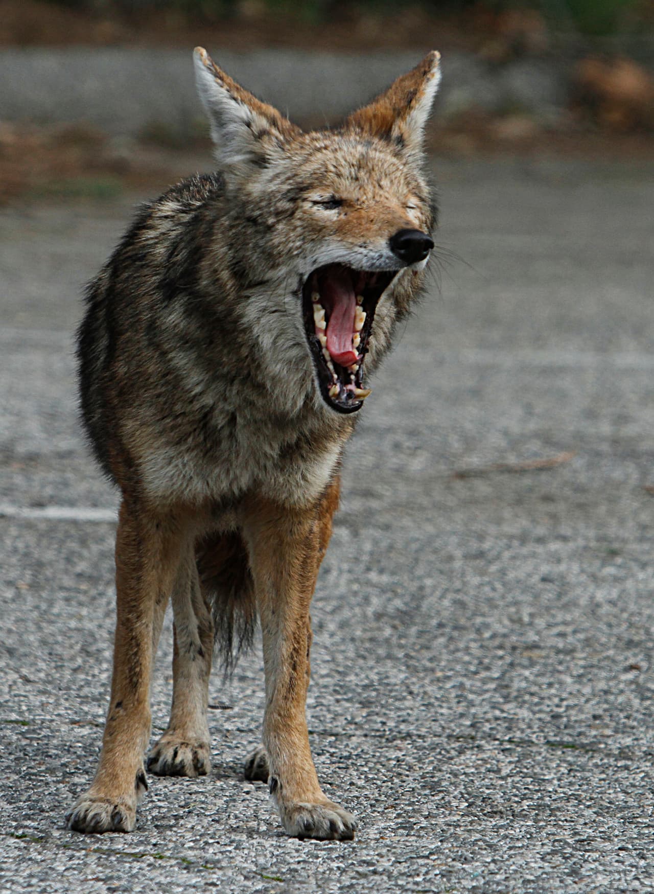 <b>2. </b>Usa contenedores de basura con tapas bien ajustadas que sean difíciles de abrir para un animal.