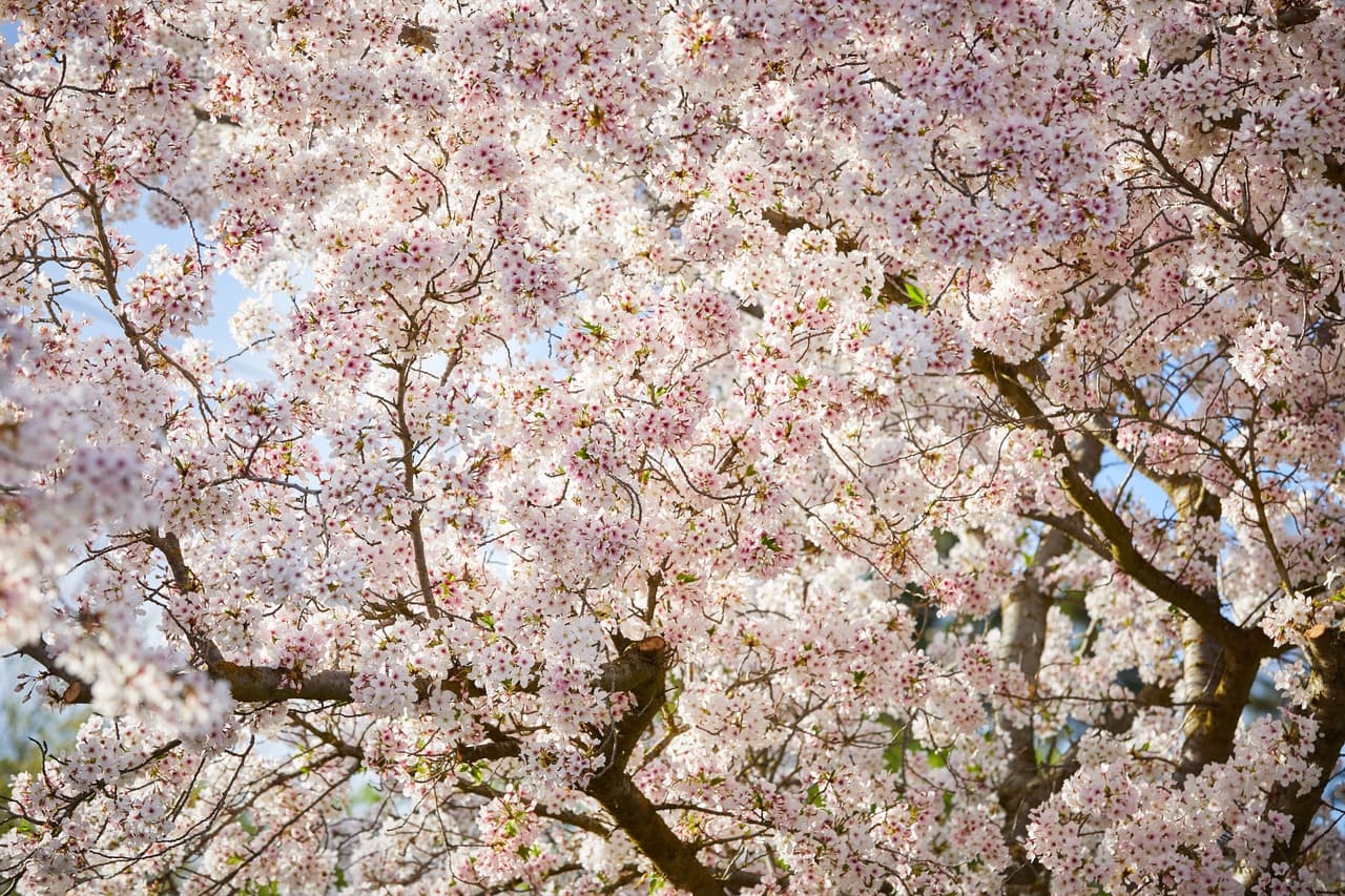 De acuerdo con la fundación, la construcción comenzó en el parque Robert T. Matsui en junio y se espera que abra sus puertas a más tardar el próximo mes de julio.