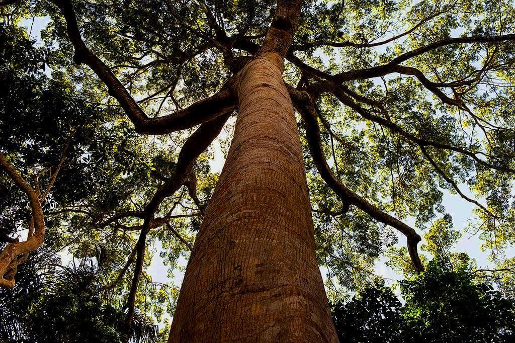 Talar los bosques de forma selectiva ayuda a árboles restantes a absorber más CO2
