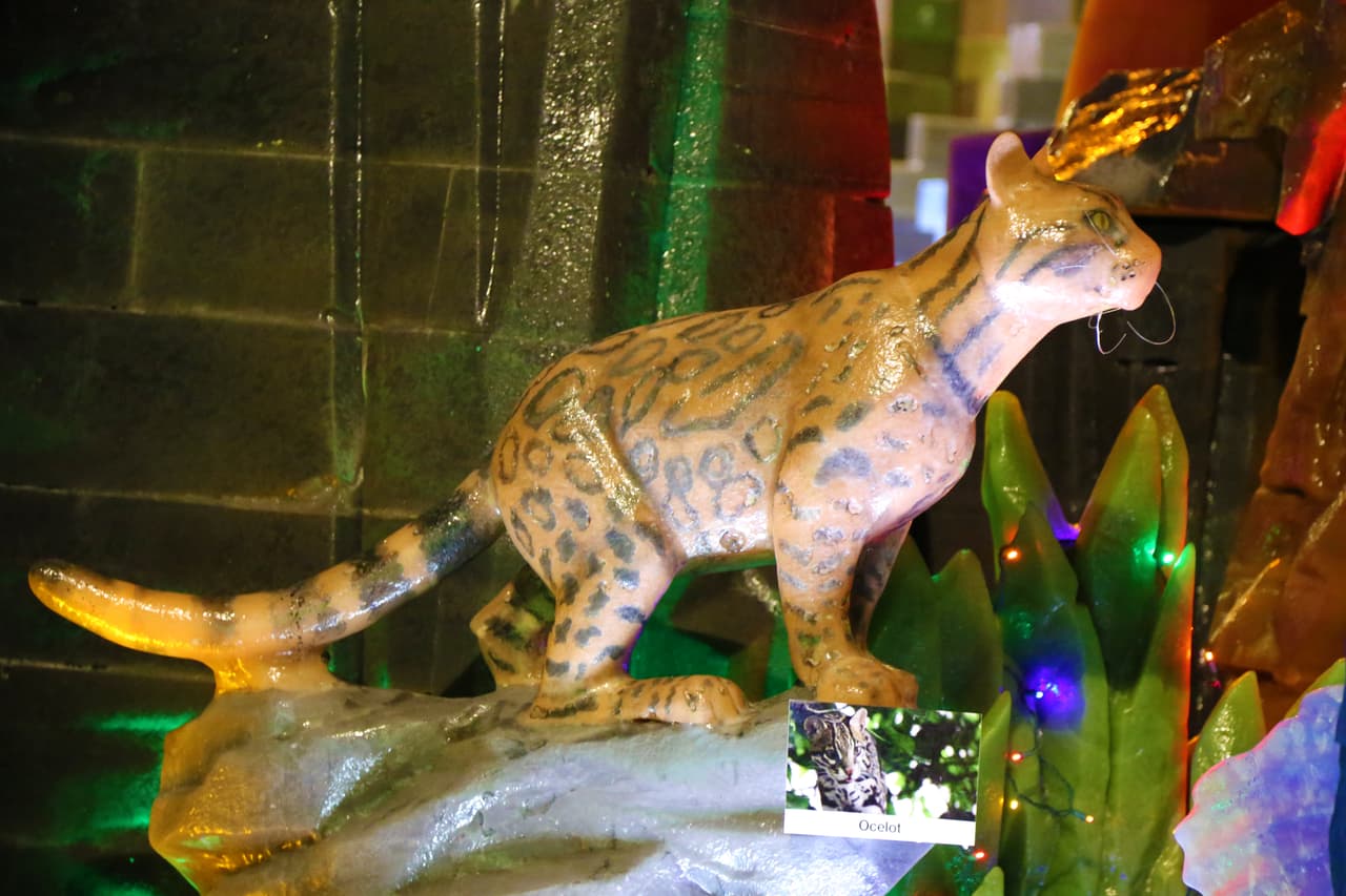 Un sigiloso ocelote acechando a su presa.