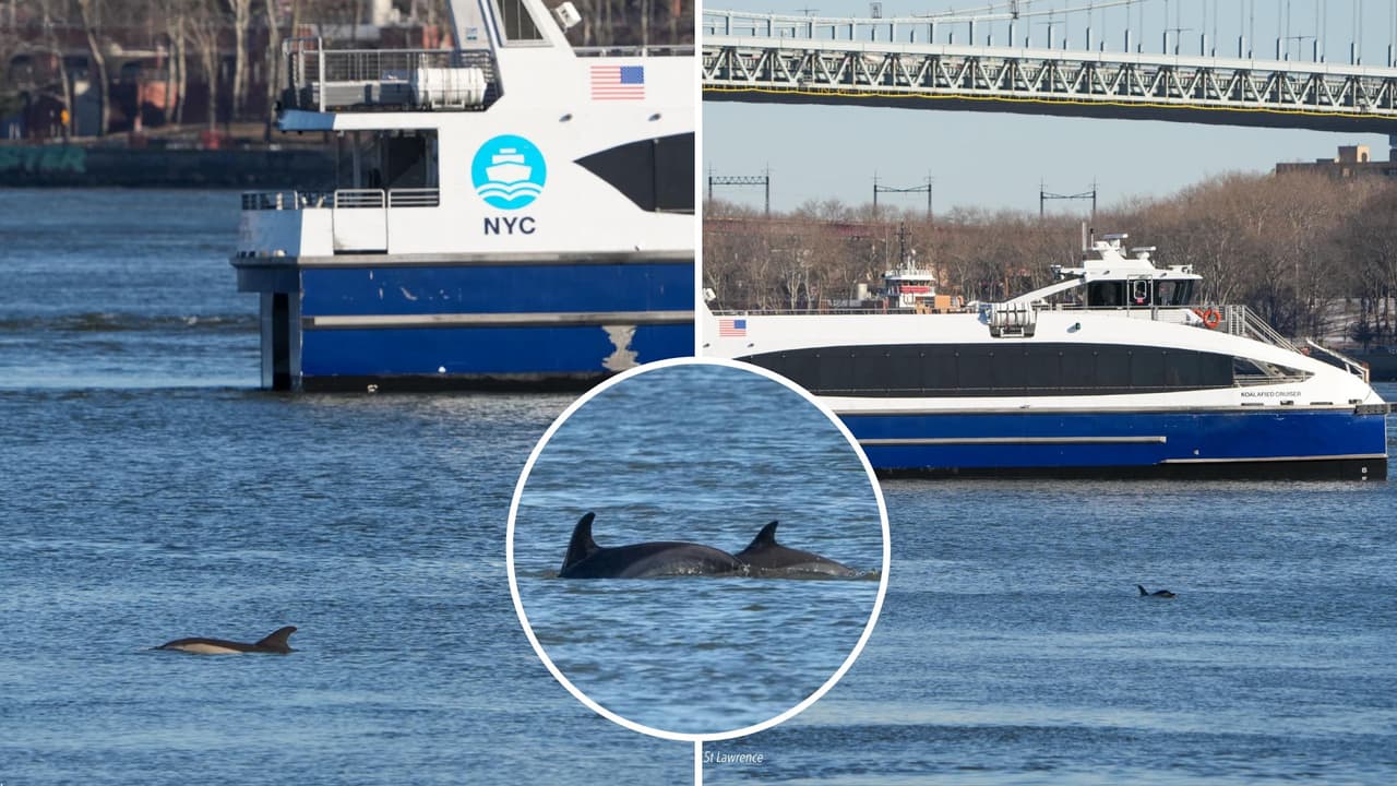 Delfines regresan a Manhattan: la sorprendente visita que captaron en el East River